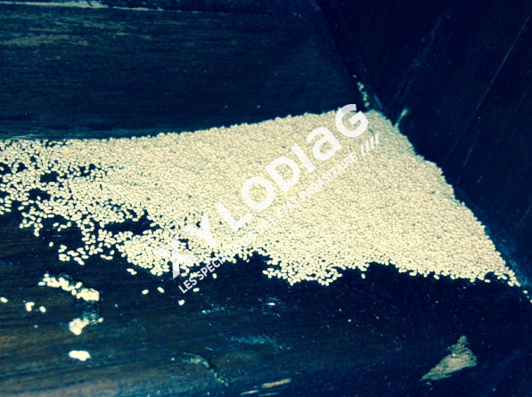 Les Termites De Bois Secs XYLODIAG Les Termites De Bois Secs XYLODIAG