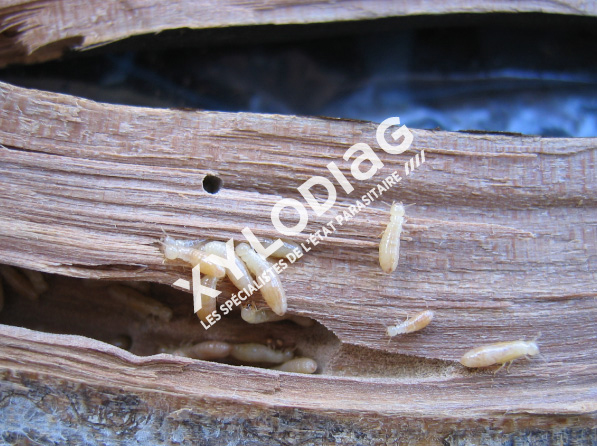 Les Termites De Bois Secs XYLODIAG Les Termites De Bois Secs XYLODIAG